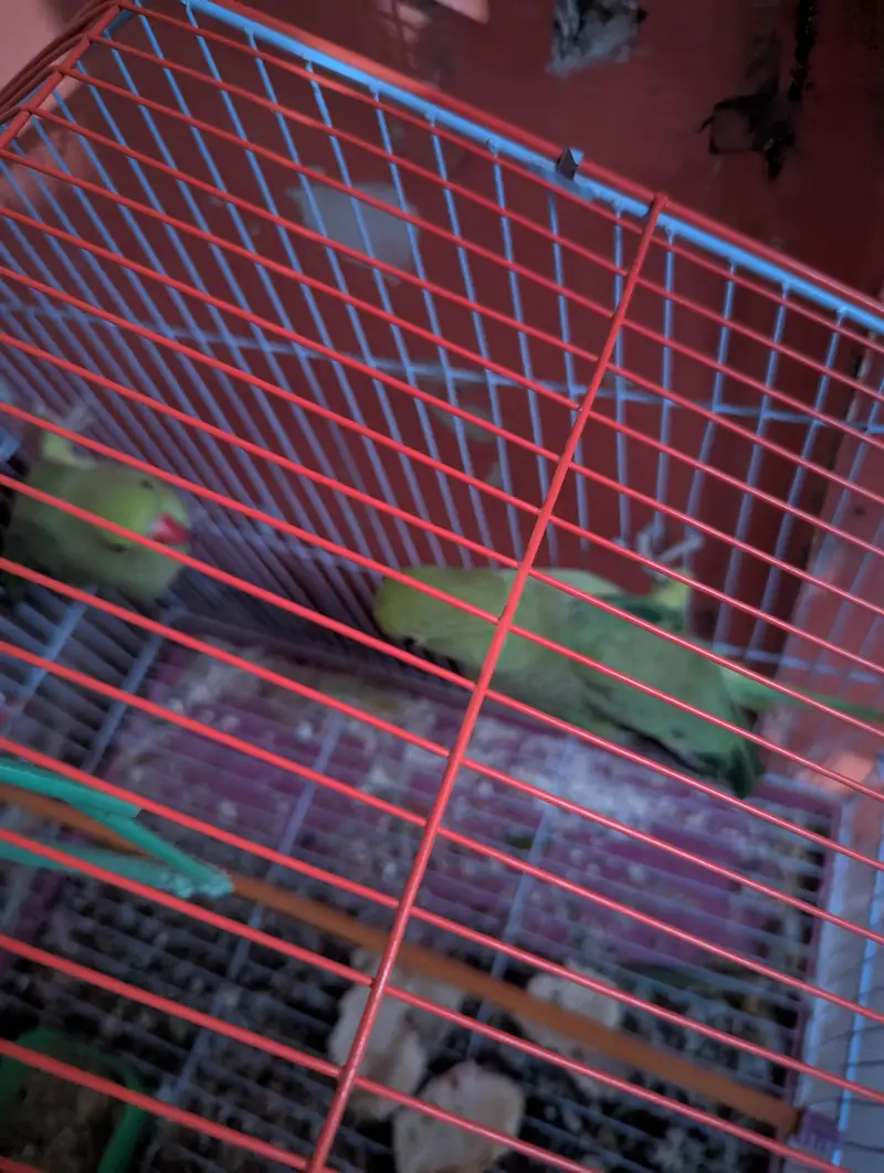 green parrot jori ha nar madi — photo 2
