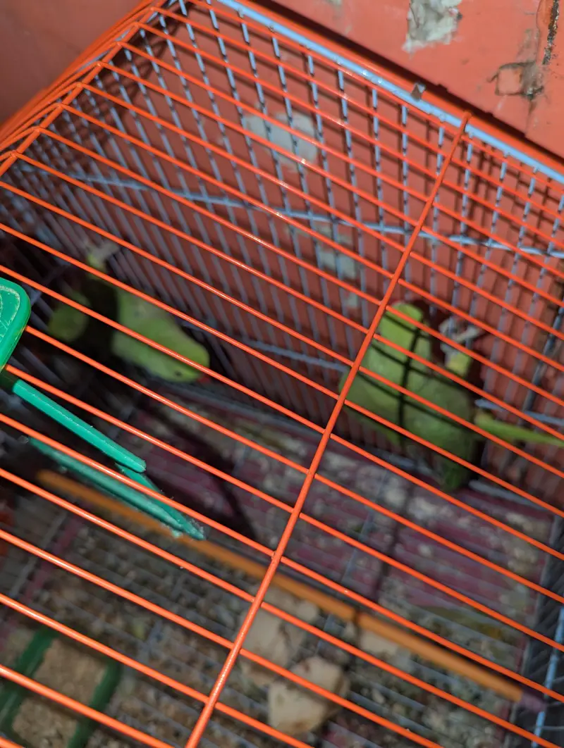green parrot jori ha nar madi — photo 3