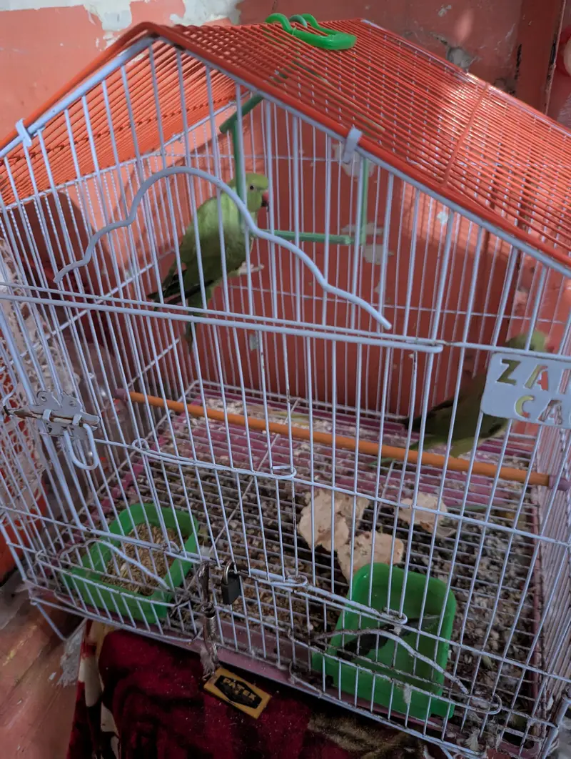 green parrot jori ha nar madi — photo 4