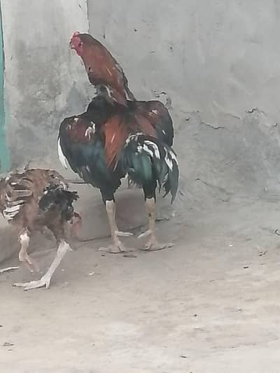 aseel mianwali murga