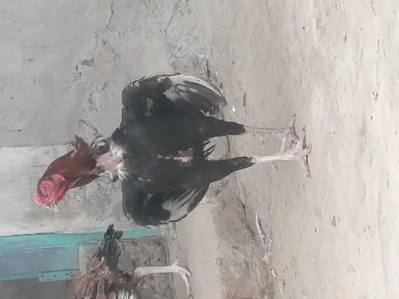 aseel mianwali murga — photo 2