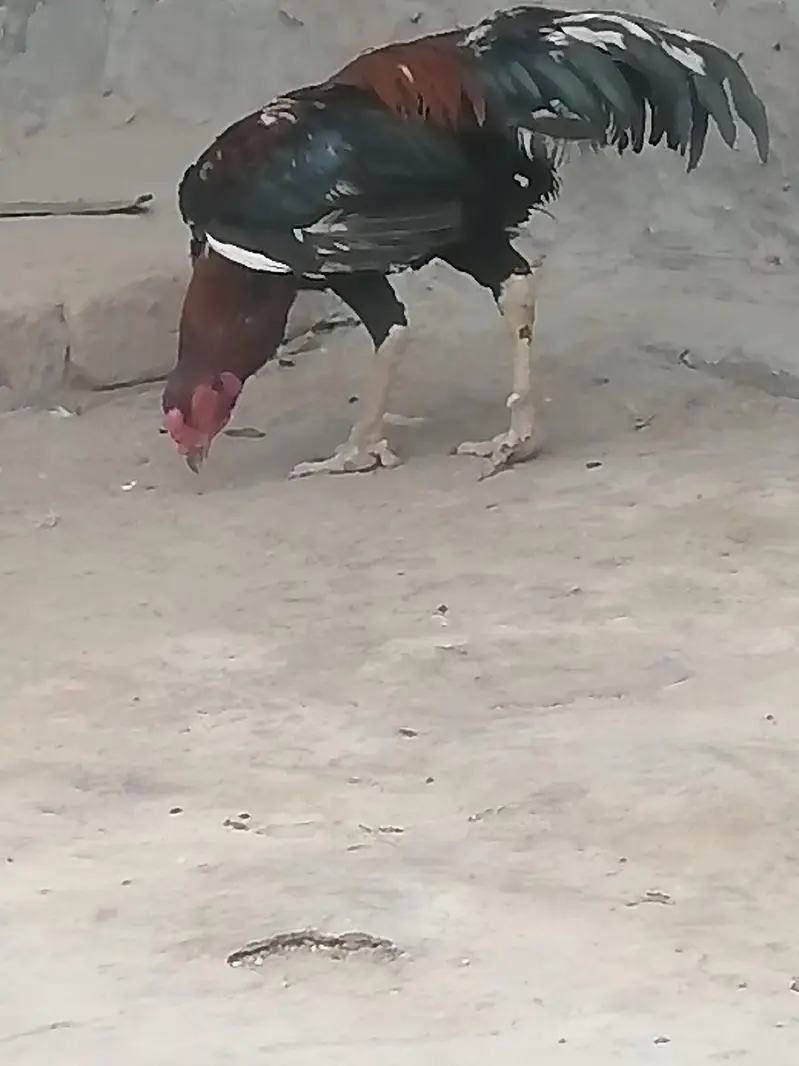 aseel mianwali murga — photo 3