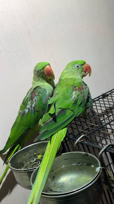 Raw Male Jumbo Size For Sale In Lahore