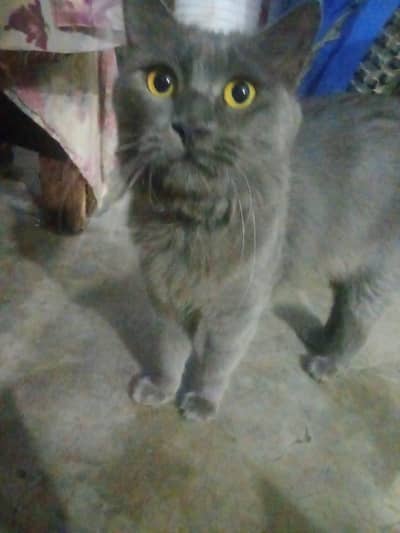 pershion america cat urgent for sale need money