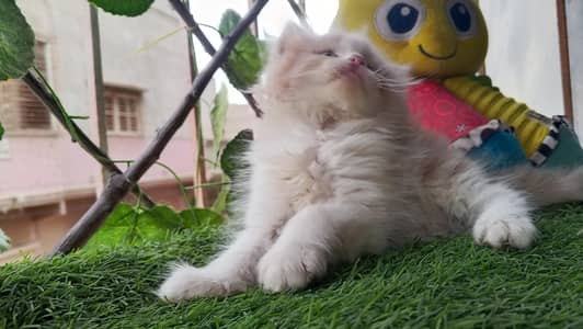 Rare Short Breed Persian Kitten/Cat