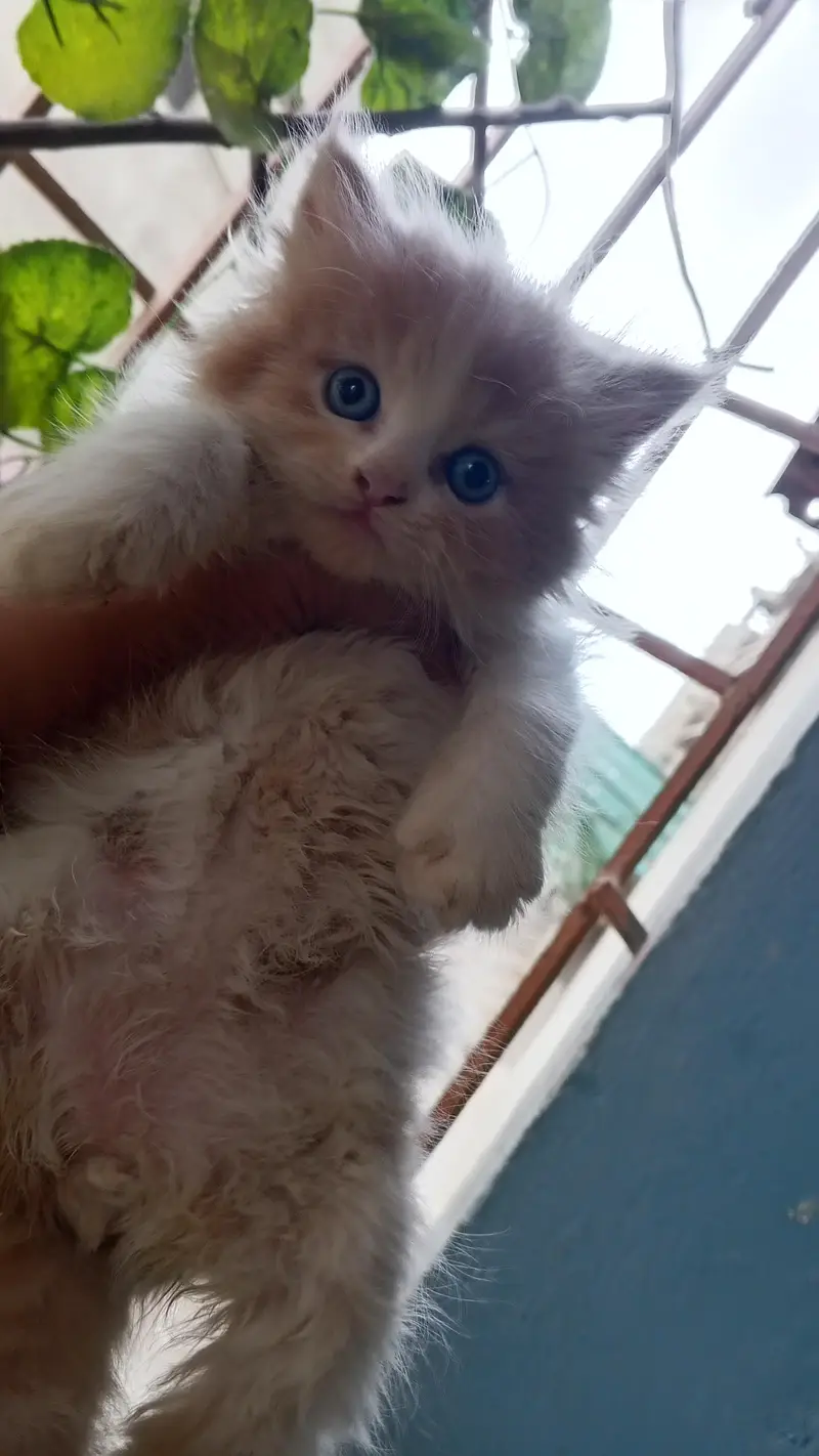 Rare Short Breed Persian Kitten/Cat — photo 3