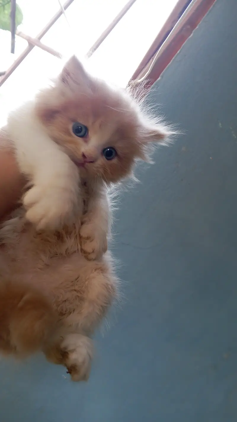 Rare Short Breed Persian Kitten/Cat — photo 4