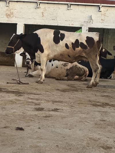 Fresian cross cow for sale