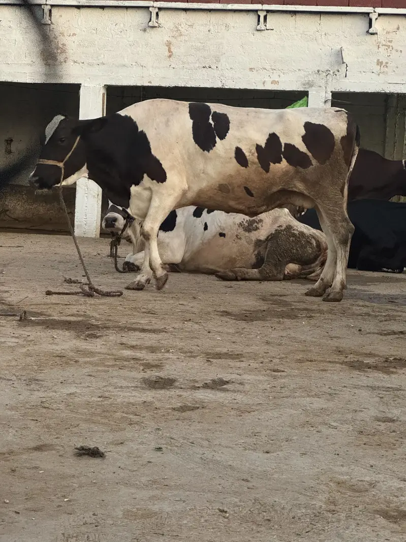 Fresian cross cow for sale — photo 2