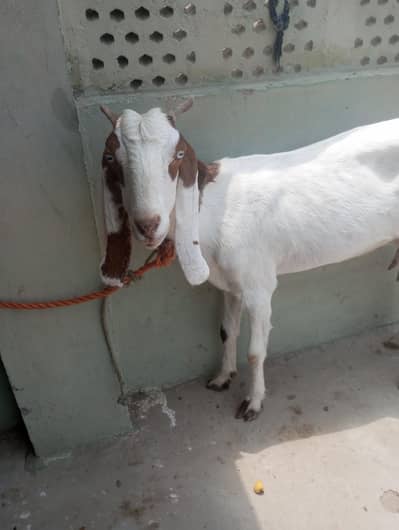 bakri for sale