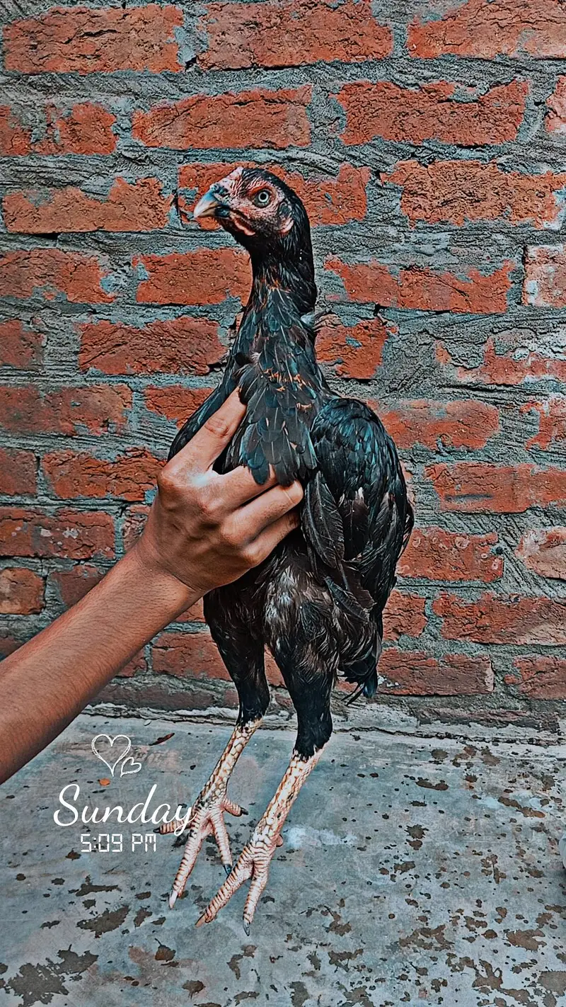 mianwali aseel for sale — photo 4