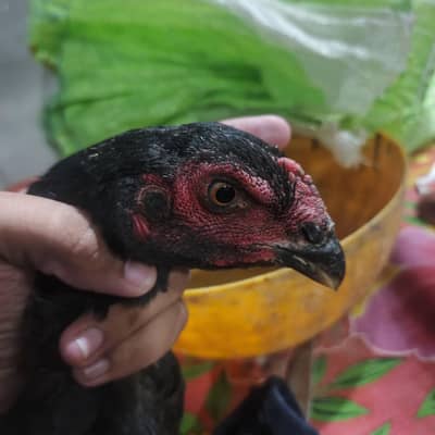 Black O Shamo Chick – 6 Months Old