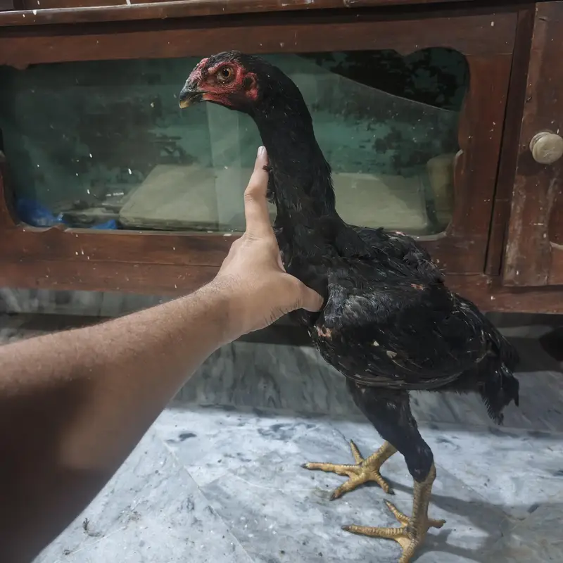 Black O Shamo Chick – 6 Months Old — photo 2