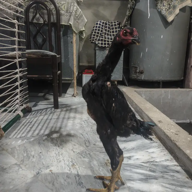 Black O Shamo Chick – 6 Months Old — photo 3
