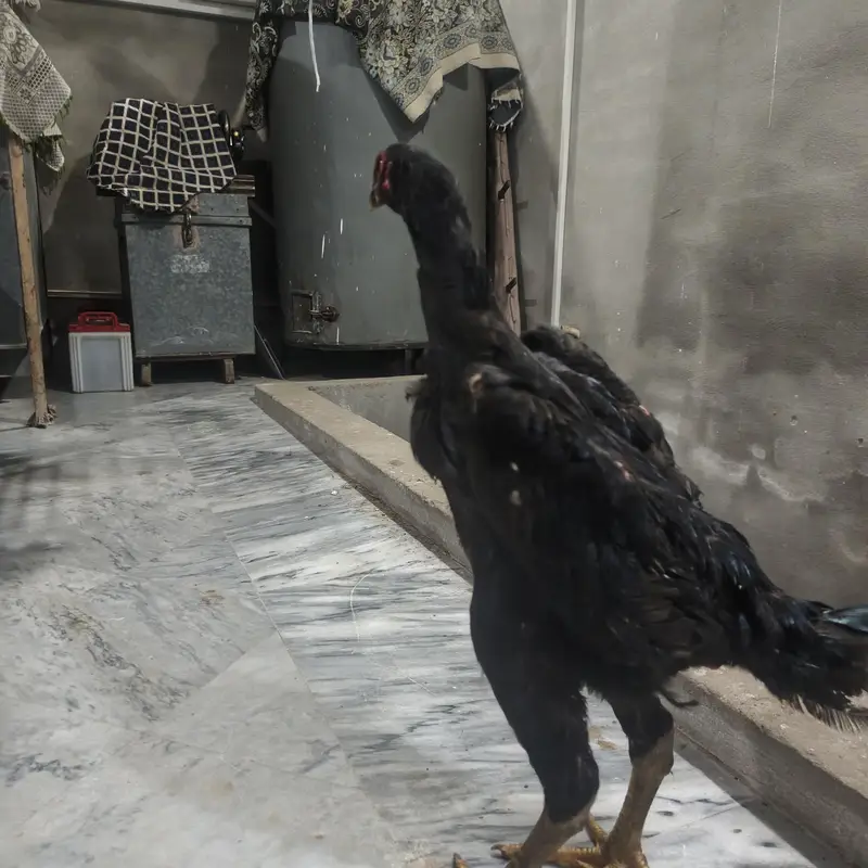 Black O Shamo Chick – 6 Months Old — photo 4