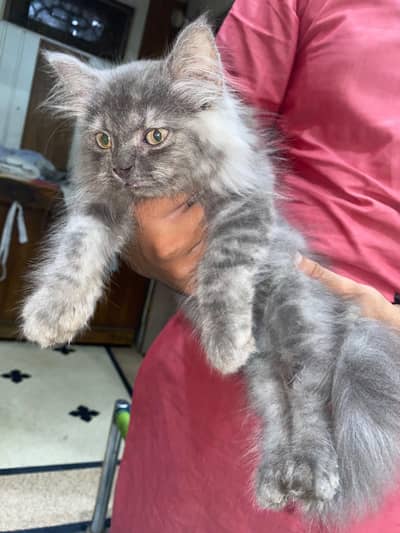 Persian male kitten