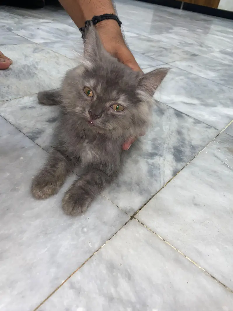 Persian male kitten — photo 2
