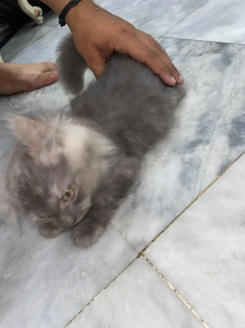 Persian male kitten — photo 3