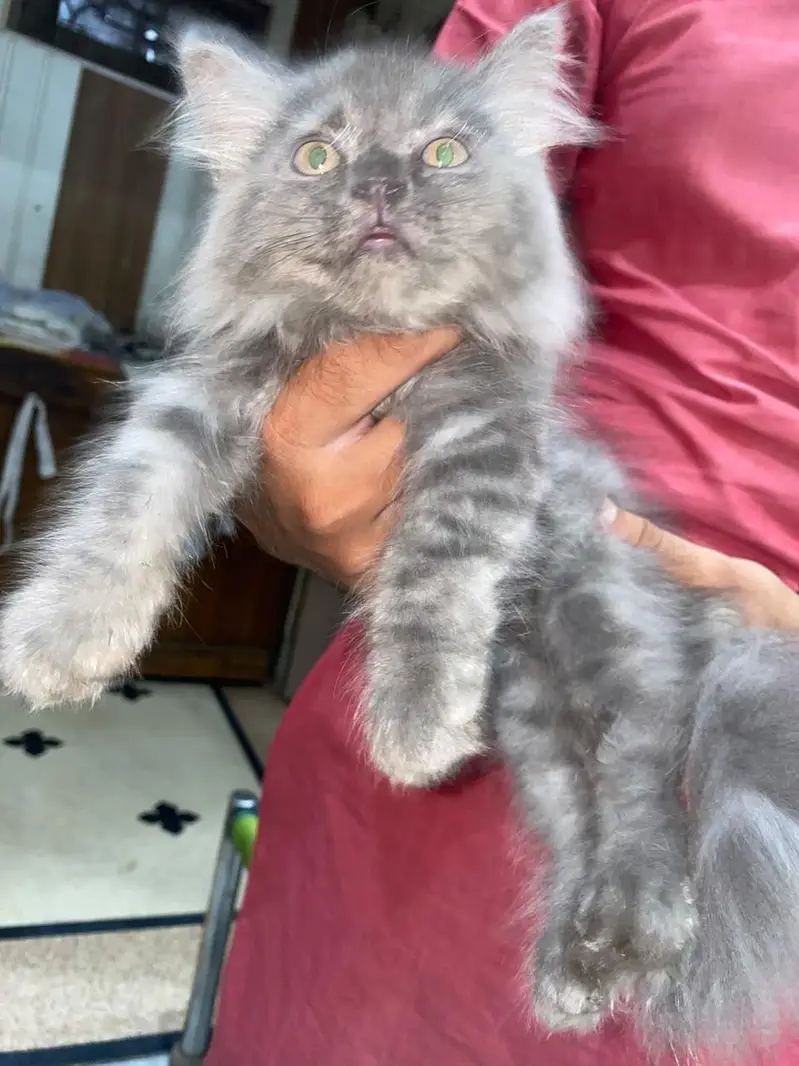 Persian male kitten — photo 4