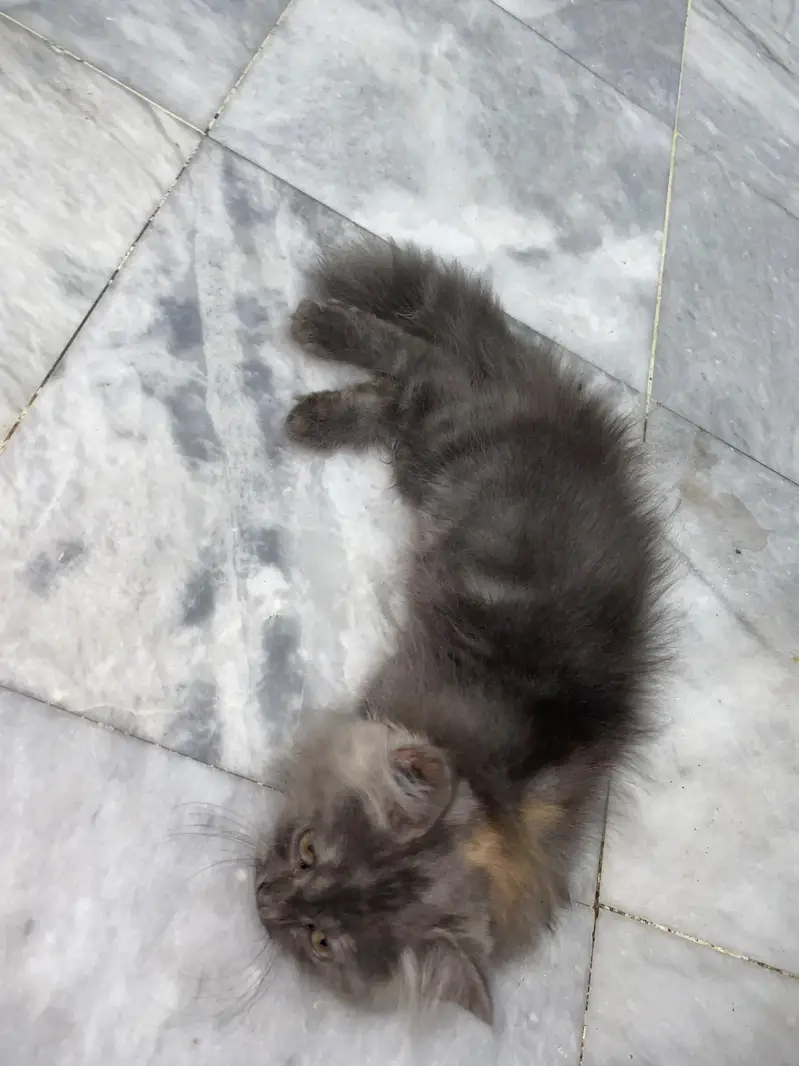 Persian male kitten — photo 5