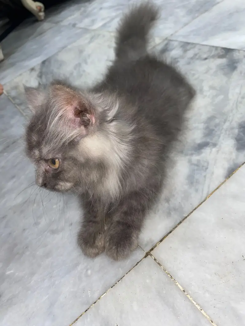 Persian male kitten — photo 6