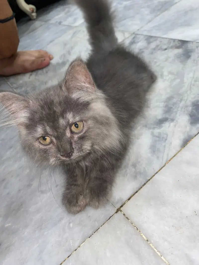 Persian male kitten — photo 7