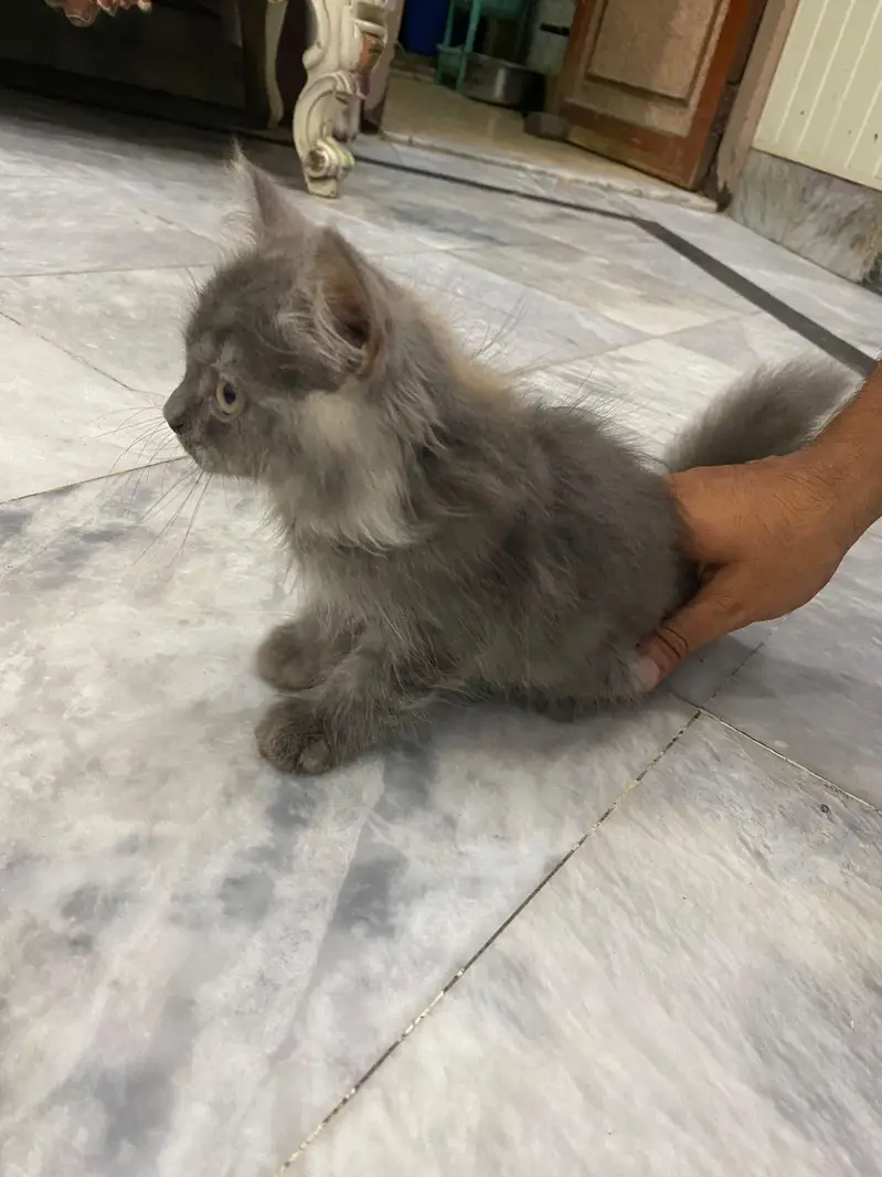 Persian male kitten — photo 8