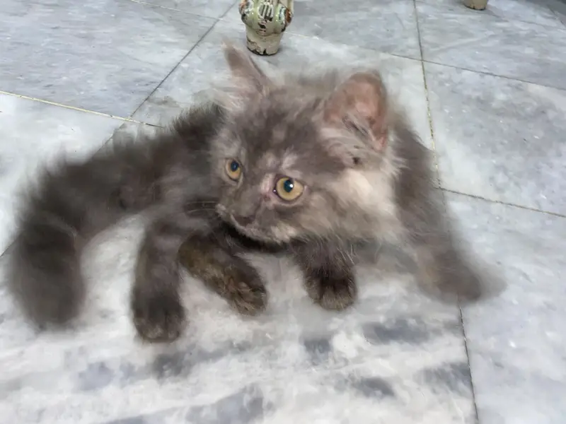 Persian male kitten — photo 9