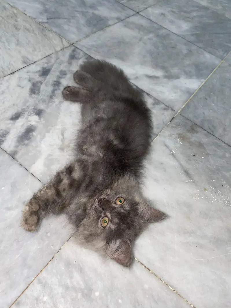 Persian male kitten — photo 10