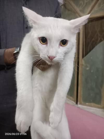 Turkish angora cut cat up to sale