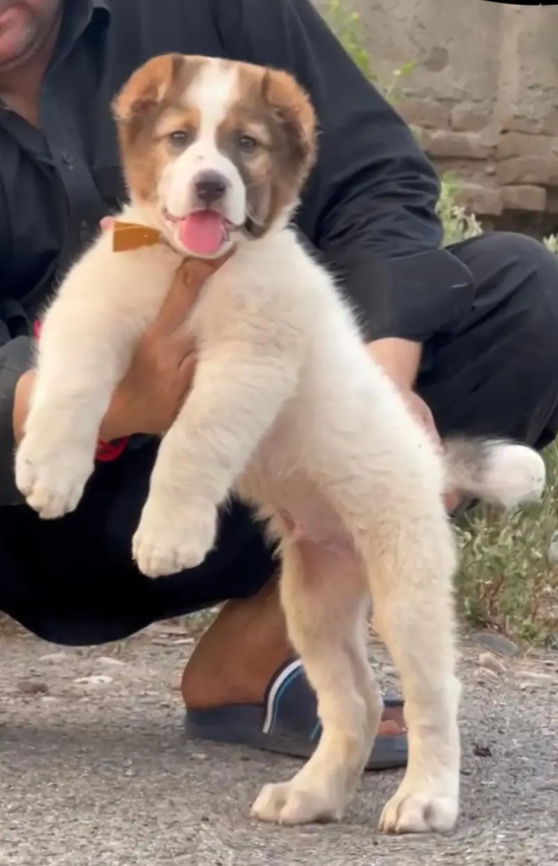 Turkish kangle Afghani dog available male female age 2 month for sale — photo 4