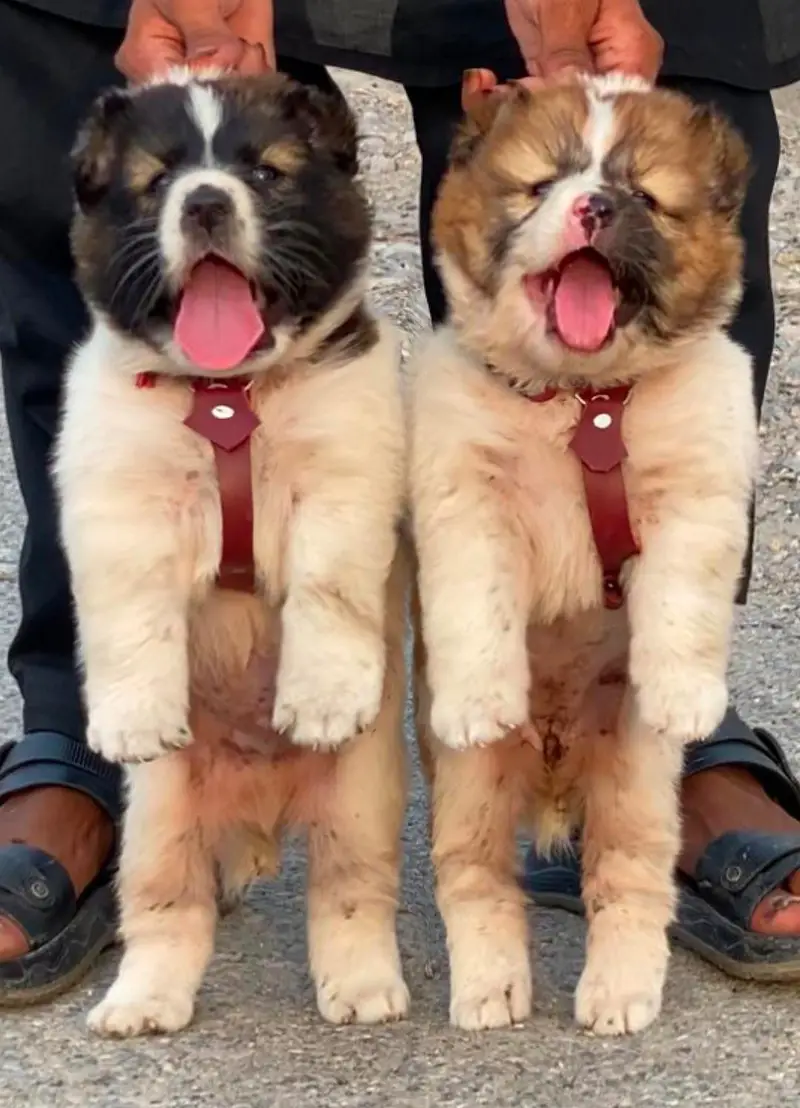 Turkish kangle Afghani dog available male female age 2 month for sale — photo 5