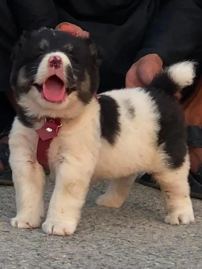 Turkish kangle Afghani dog available male female age 2 month for sale — photo 6