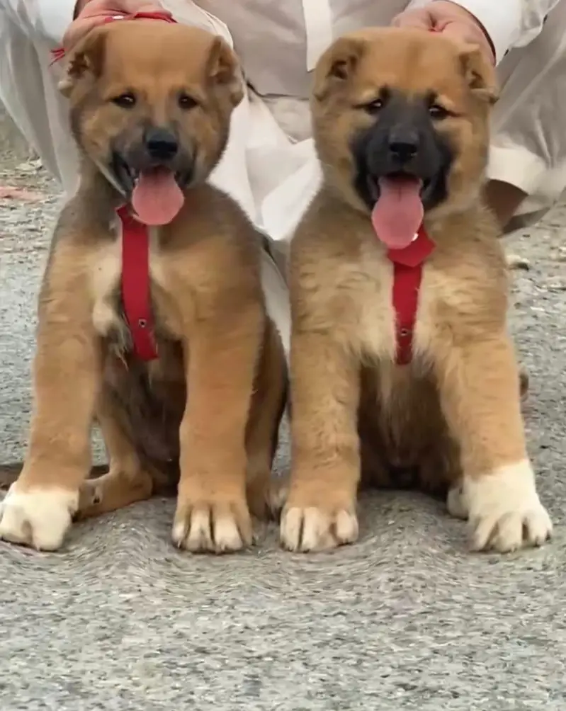 Turkish kangle Afghani dog available male female age 2 month for sale — photo 7
