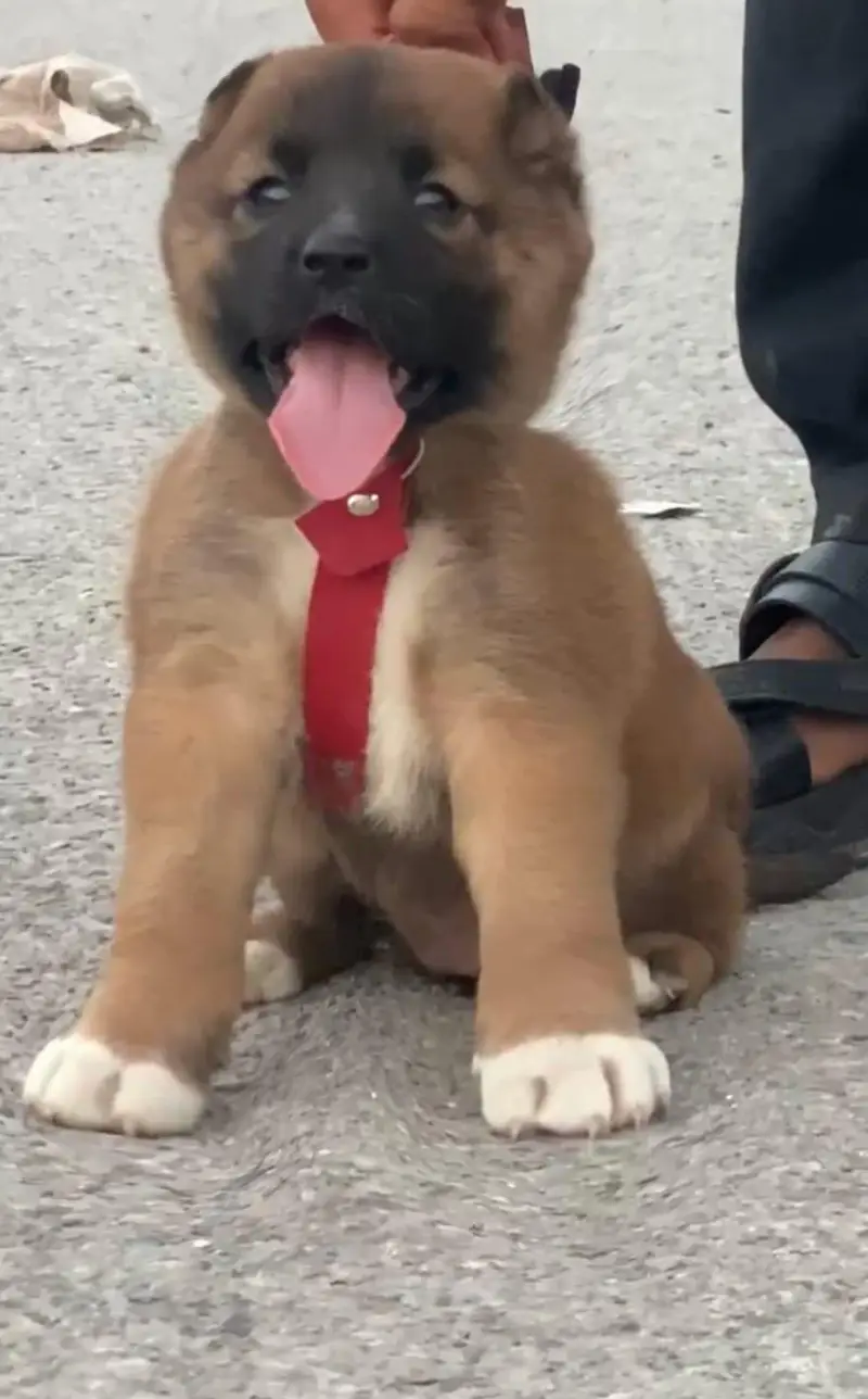 Turkish kangle Afghani dog available male female age 2 month for sale — photo 8