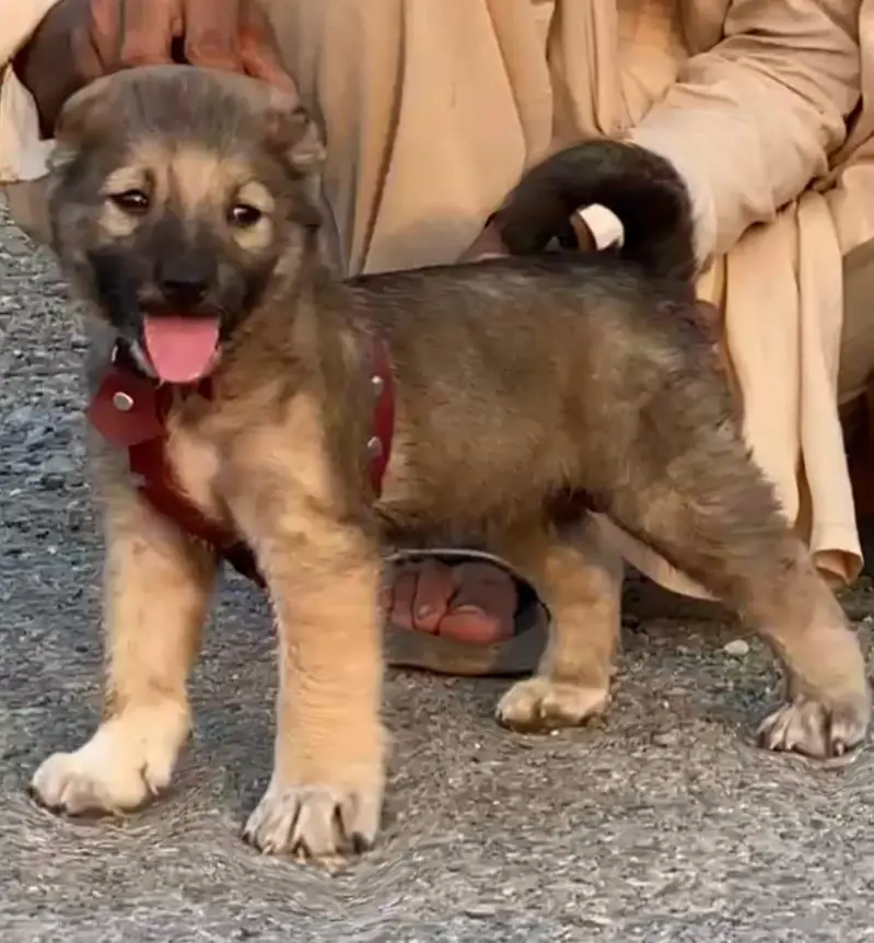 Turkish kangle Afghani dog available male female age 2 month for sale — photo 9