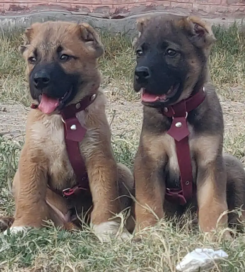 Turkish kangle Afghani dog available male female age 2 month for sale — photo 10