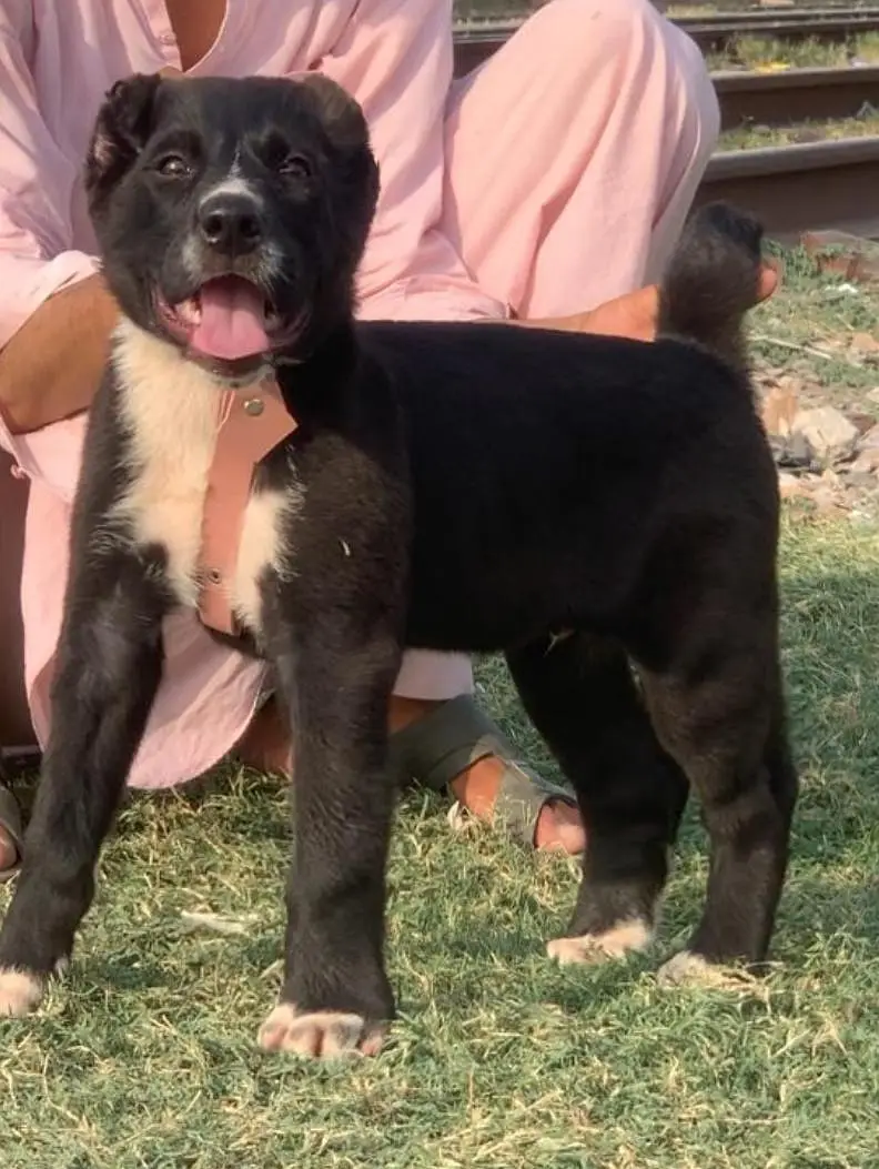Turkish kangle Afghani dog available male female age 2 month for sale — photo 12