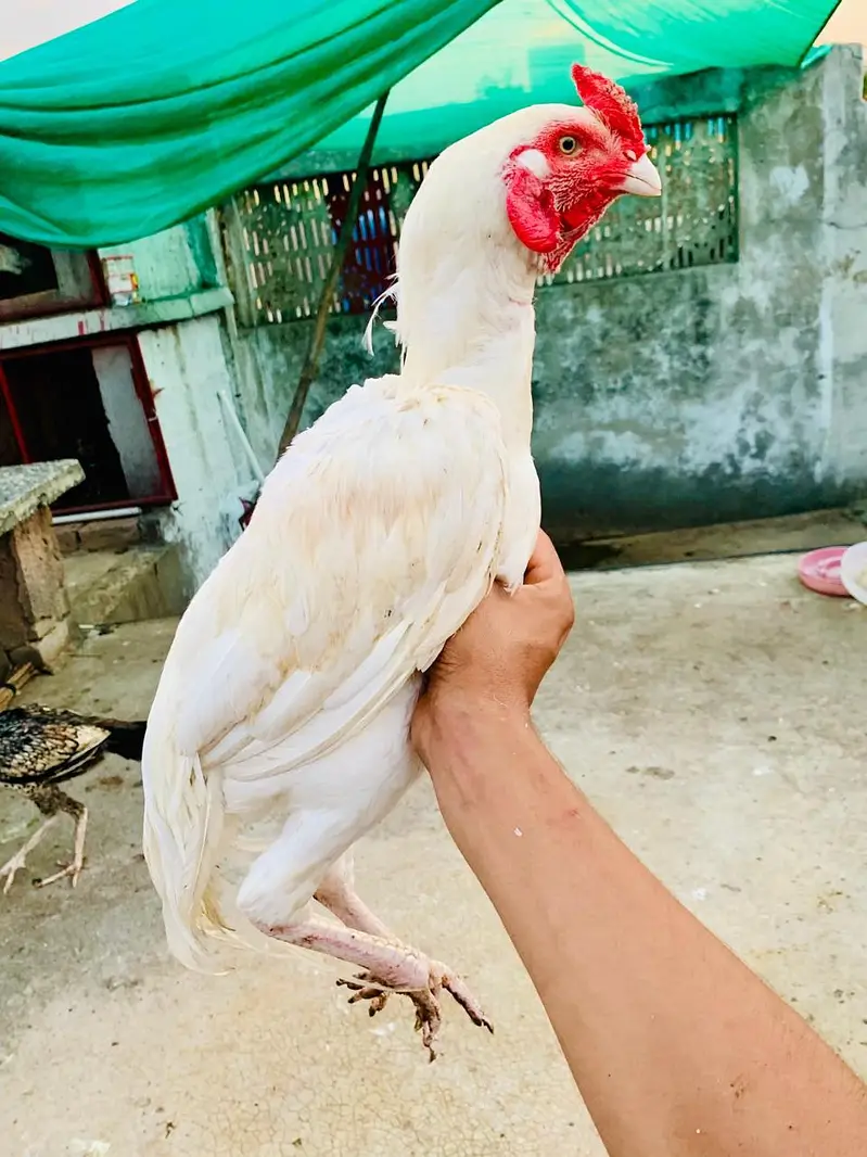Aseel heera phata — photo 3