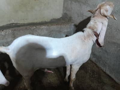 Breader Gulabi Bakra