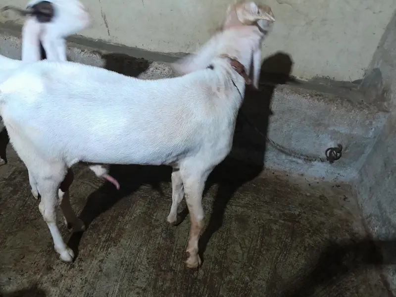 Breader Gulabi Bakra — photo 2