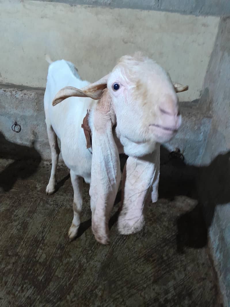 Breader Gulabi Bakra 2