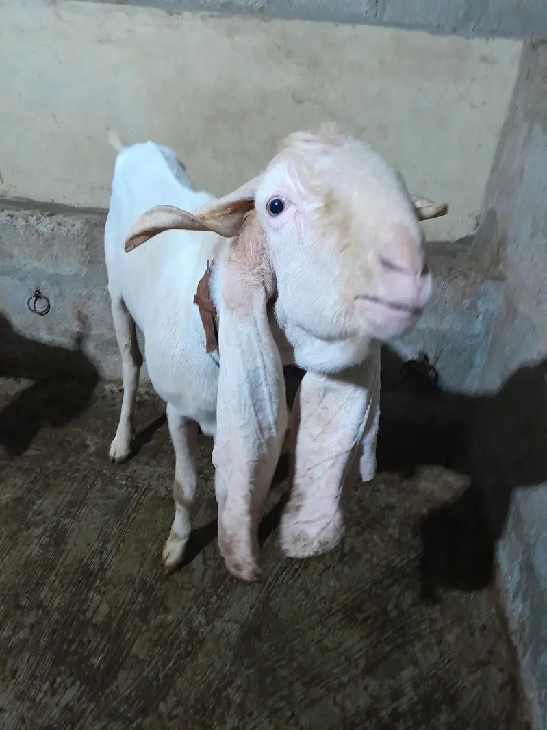 Breader Gulabi Bakra — photo 3