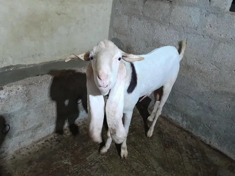 Breader Gulabi Bakra — photo 4
