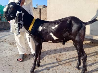Bakra for sale price full final 435oo