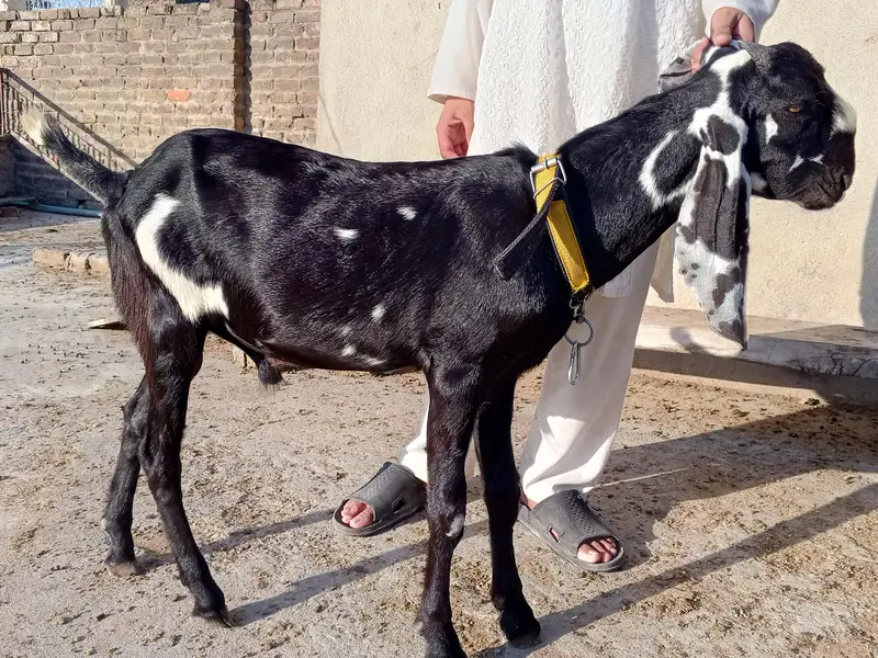 Bakra for sale price full final 435oo — photo 2
