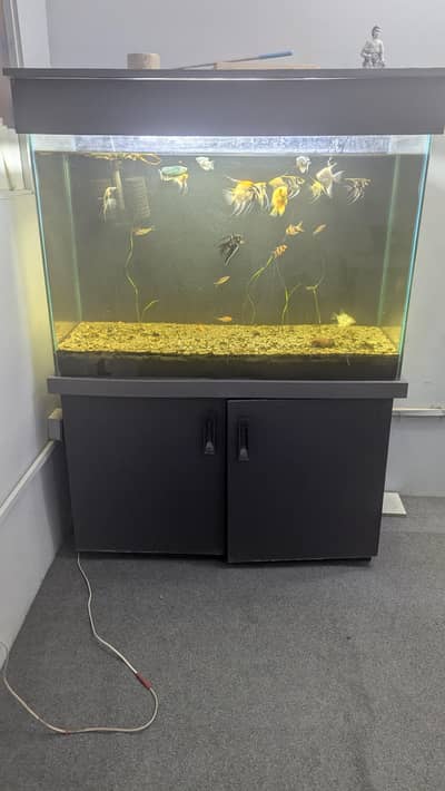 Fully Established Aquarium With Fishes