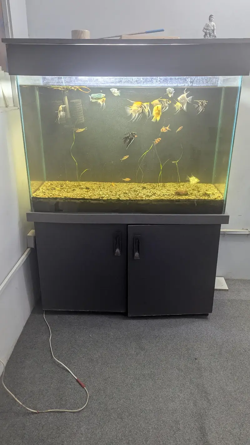 Fully Established Aquarium With Fishes