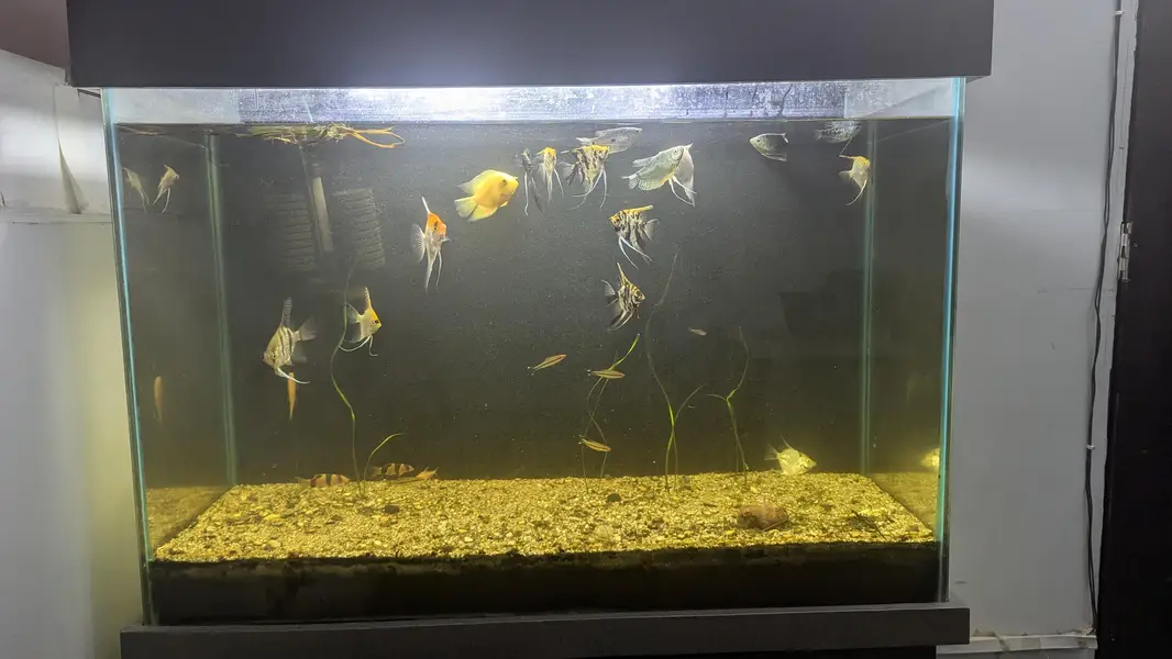 Fully Established Aquarium With Fishes — photo 2