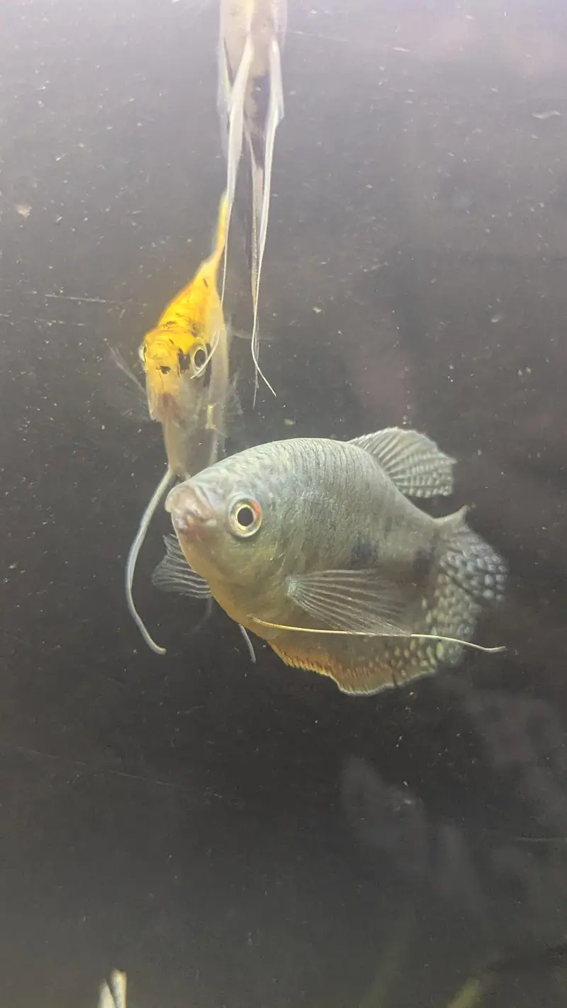 Fully Established Aquarium With Fishes — photo 3